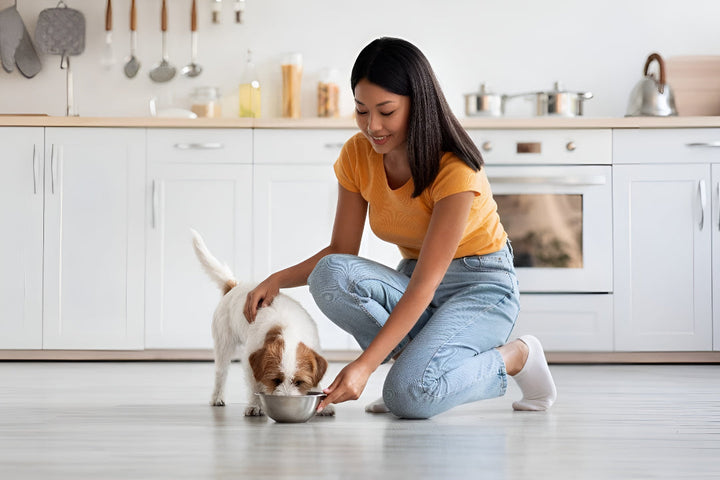 Healthy Pet Feeding Builds Pet Happiness