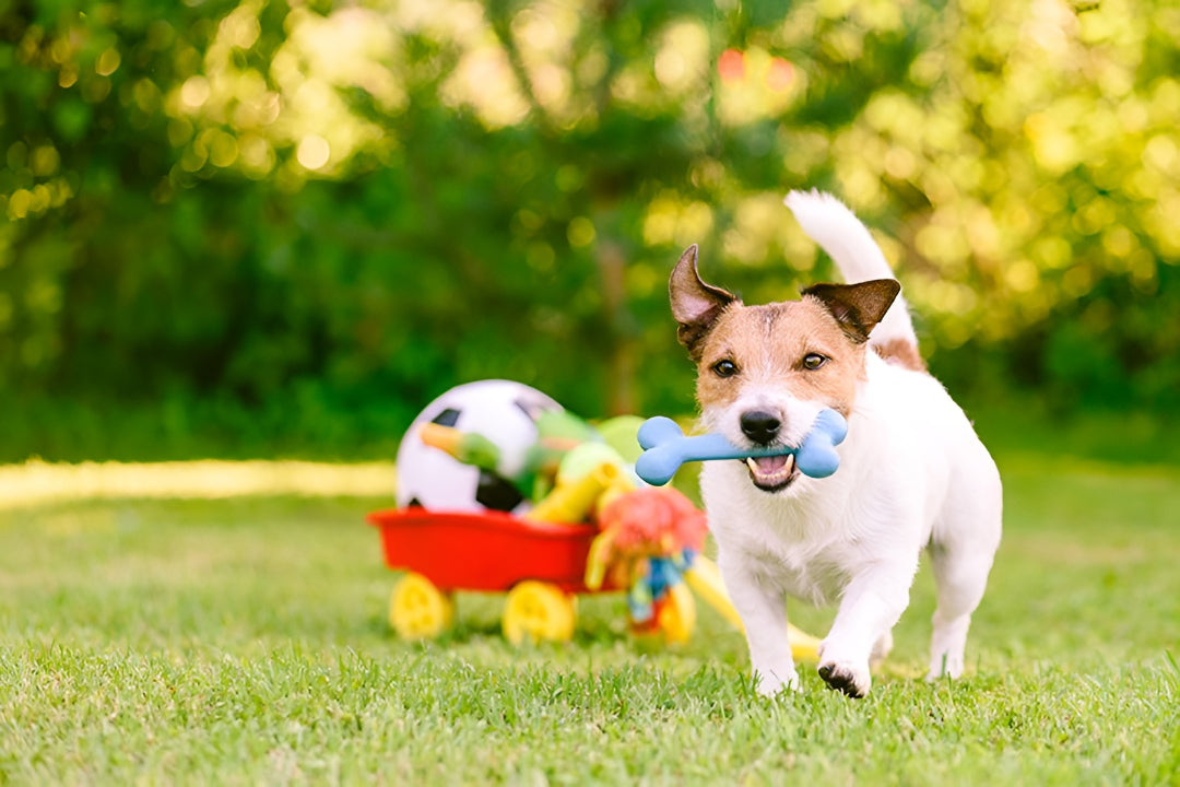 Fun Pet Toys Keep Pets Active Daily