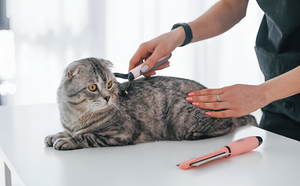 Simple Pet Grooming Tips For Healthier Pets